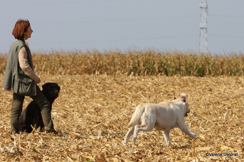 Field Erstein 09 (63).JPG